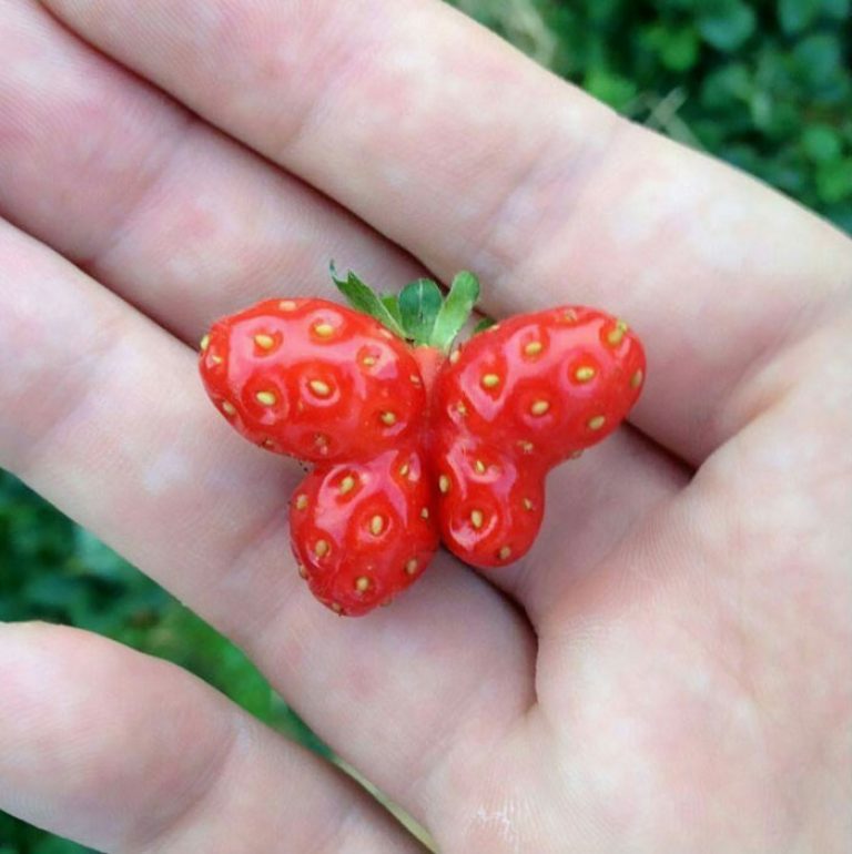 Bentuk bentuk Buah  dan  Sayuran Paling Unik  dan  Aneh  di 